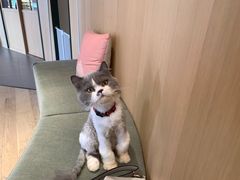 -CAT’S MEWSTAR CAFE·喵星球猫屋(晴湾咖啡店)