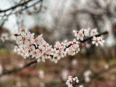 -顾村公园