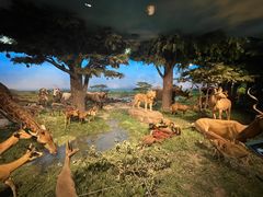 -国家自然博物馆