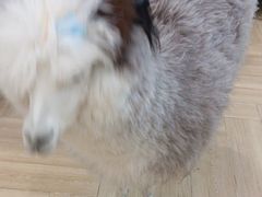 -安格丽娜·狗咖·猫咖羊驼咖(春熙路百盛商场店)