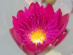 -中国科学院华南植物园