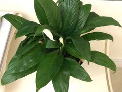 -鹿岛会员店 (龙湖三千集天街店)