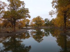-金塔沙漠胡杨林景区