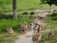 -北京麋鹿生态实验中心