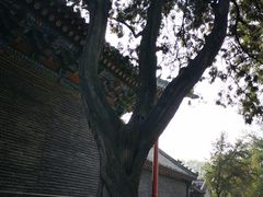 -关林