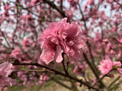 -秀丽东方