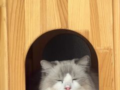 -藏猫猫咖啡主题馆(中央大道店)