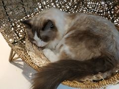 -飞行喵MR PILOT|猫舍·猫咖(静安大融城店)