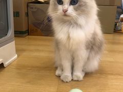 -猫咪派对(江南西店)