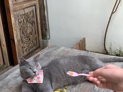 -喵屿·大理花园猫咖