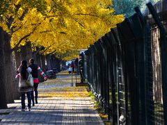-三里屯东五街银杏大道