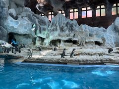 -帝企鹅自助餐厅•儿童岛•真企鹅(长隆企鹅酒店)