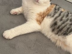 -贝康宠物医院·犬猫全科·小动物特色诊疗中心(东环路店)
