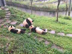 -中国大熊猫保护研究中心雅安碧峰峡基地