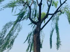 -西湖外事游船(花港观鱼码头)