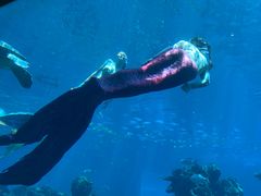 -海棠湾洲际-涛·海底餐厅·美人鱼·自助餐·海底隧道