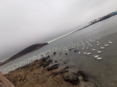 -烟墩角天鹅湖