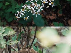 -天女山森林公园