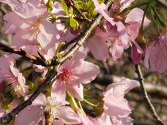 -天适樱花悠乐园