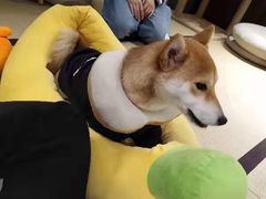 -逗柴咖啡屋·狗咖猫咖宠物桌游