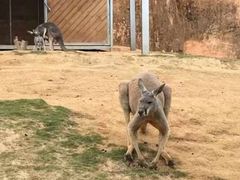 -泉州海丝野生动物世界