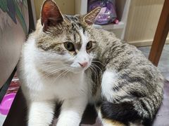 -猫小院猫主题餐厅(南锣旗舰店)