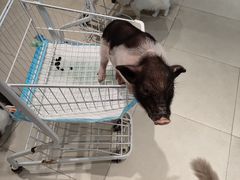 -怪兽屋·羊驼·猫咖·狗咖(俊华广场店)