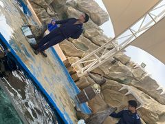 -芜湖新华联大白鲸海洋公园