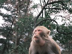-黔灵山公园