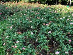 -人民公园(罗湖区)