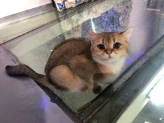 -极木²邸 人与宠物·互动社区
