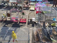 -中环花鸟鱼虫市场