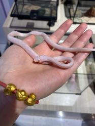 -Moni星球萌宠·小马宝莉·灵蛇·高端高阶全萌宠互动体验俱乐部(红豆国际广场店)