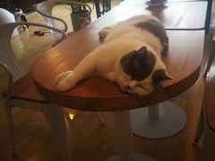 -Cappucimeow猫咪咖啡馆(韦伯时代店)
