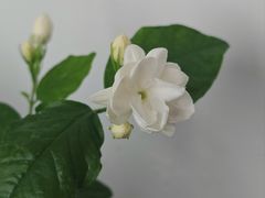 -中环花鸟鱼虫市场