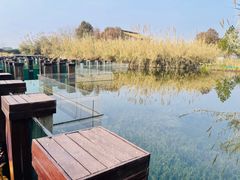 -宁波杭州湾国家湿地公园