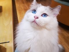 -滚猫咖啡·猫咖·猫友好撸猫(未来城店)