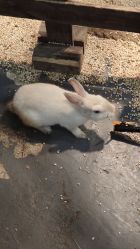 点击看大图 -Zoolung Zoolung动物主题公园(海信广场店)