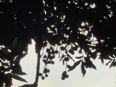 -张坝桂圆林公园