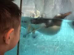 -帝企鹅自助餐厅•儿童岛•真企鹅(长隆企鹅酒店)