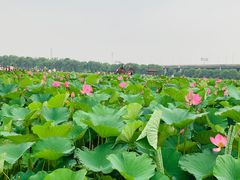 -荷塘月色湿地公园·向阳花洲
