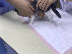 -美联众合动物医院(·中兽医·疑难杂症·严家桥分院)