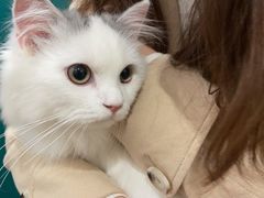 -猫大福·Fortune Cat猫舍(百子湾店)