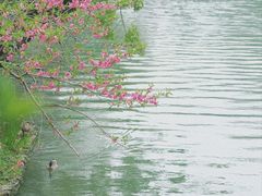-海珠湖公园