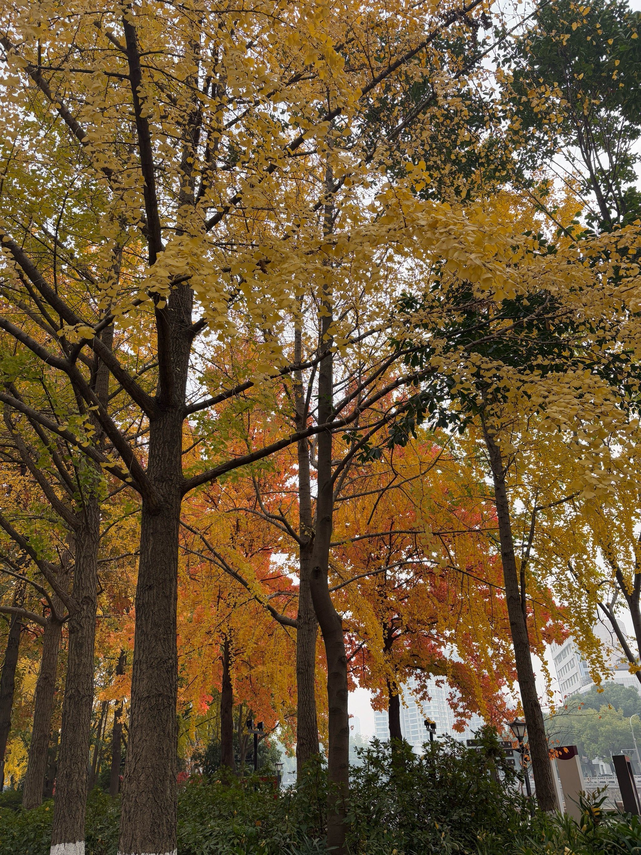 常州西瀛里银杏黄,梦回江南金色时光