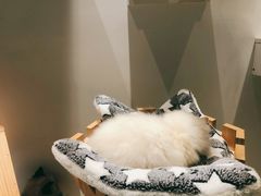 -喵喵咪呀布偶猫咖(春熙路店)