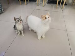 -平行世界·猫咖(首经贸店)