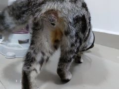 -荔康动物医院(康王北路店)