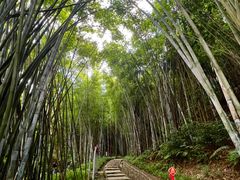 -黄埔油麻山森林公园