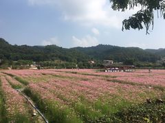-红山村